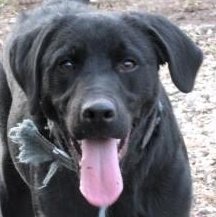 Diesel, ADOPTABLE, Puppy Male Labrador Retriever.