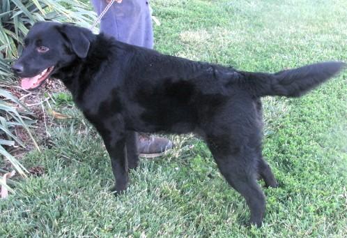 Diesel, a ADOPTABLE Labrador Retriever in Frederick, MD image 3/6