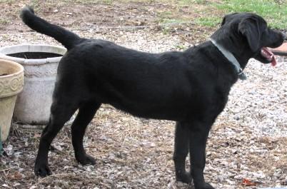 Diesel, a ADOPTABLE Labrador Retriever in Frederick, MD image 6/6