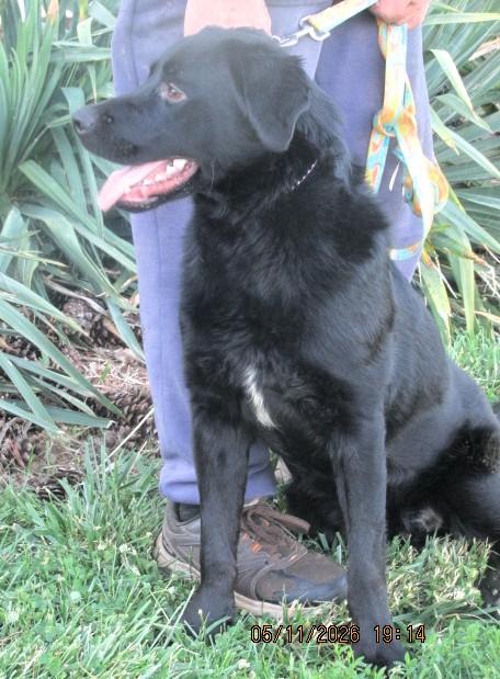 Diesel, a ADOPTABLE Labrador Retriever in Frederick, MD image 5/6
