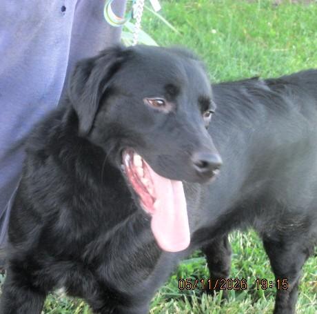 Diesel, a ADOPTABLE Labrador Retriever in Frederick, MD image 4/6