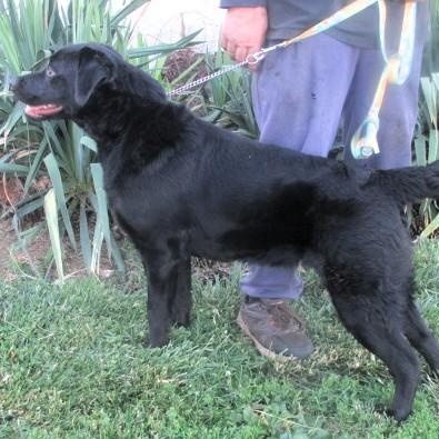 Diesel, ADOPTABLE, Puppy Male Labrador Retriever.
