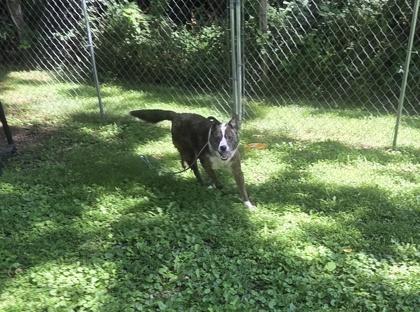 Jones, Adoptable, Adult Male Cattle Dog & Mixed Breed.