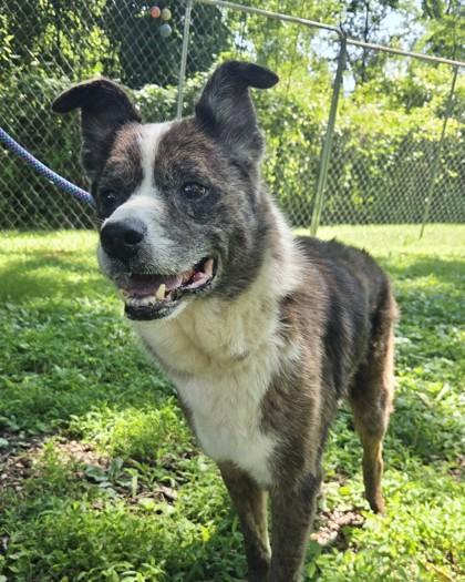 Enlarge Jones, a Adoptable mixed breed in New Hope, PA image 2/3