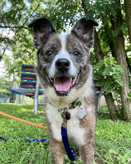 Jones, Adoptable, Adult Male Cattle Dog & Mixed Breed.