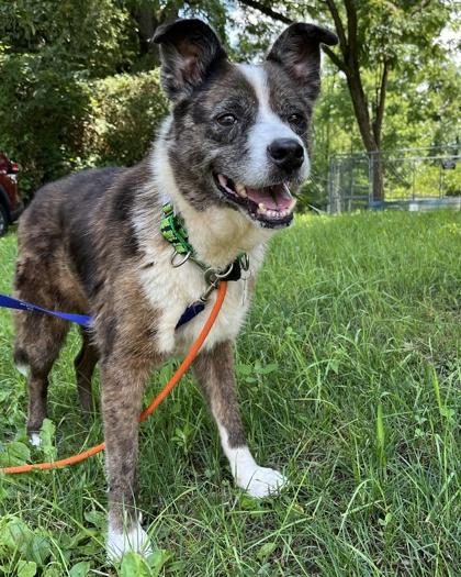 Jones, a Adoptable mixed breed in New Hope, PA image 2/3