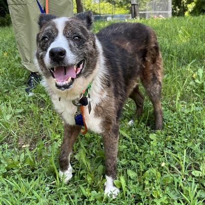 Jones, a Adoptable mixed breed in New Hope, PA image 3/3
