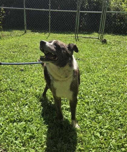 Enlarge Jones, a Adoptable mixed breed in New Hope, PA image 3/3