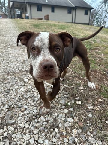 Pea Pie, Adoptable, Young Male Pit Bull Terrier & Mixed Breed.