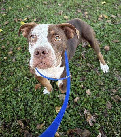 Pea Pie, Adoptable, Young Male Pit Bull Terrier & Mixed Breed.