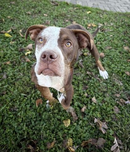 Pea Pie, Adoptable, Young Male Pit Bull Terrier & Mixed Breed.