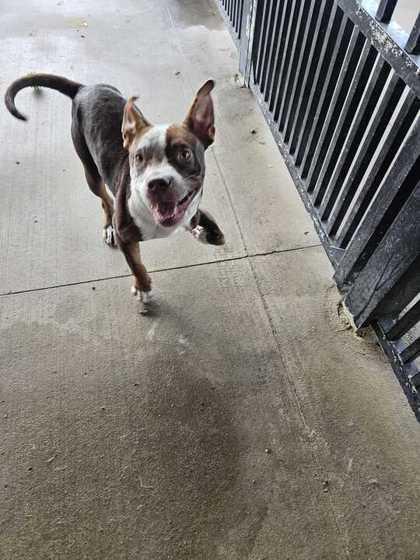 Enlarge Pea Pie, a Adoptable mixed breed in Knoxville, TN image 3/3