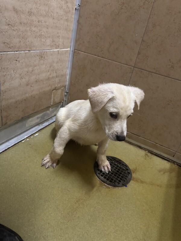 Enlarge Knife, a Adoptable Mixed Breed in Hobbs, NM image 1/4