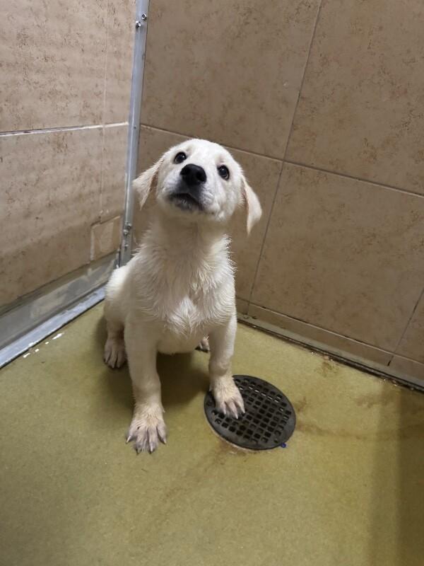 Enlarge Knife, a Adoptable Mixed Breed in Hobbs, NM image 2/4