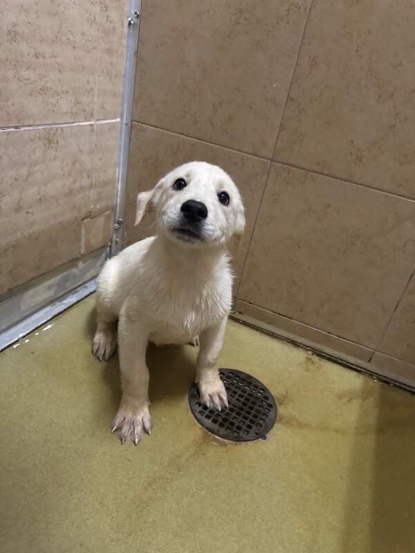 Enlarge Knife, a Adoptable Mixed Breed in Hobbs, NM image 3/4