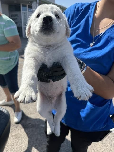 Enlarge Knife, a Adoptable Mixed Breed in Hobbs, NM image 4/4
