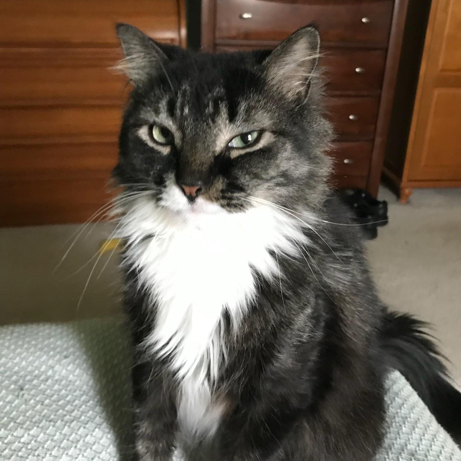 Enlarge Mookie Age 9 Owner Giving Up, a ADOPTABLE Domestic Medium Hair in Clifton, NJ image 1/1