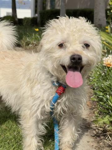 SUNNY, Adoptable, Young Male Terrier & Mixed Breed.