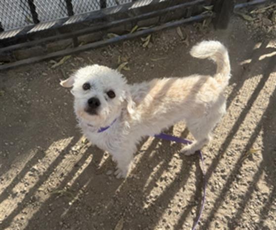 Enlarge SUNNY, a Adoptable mixed breed in Redlands, CA image 1/1