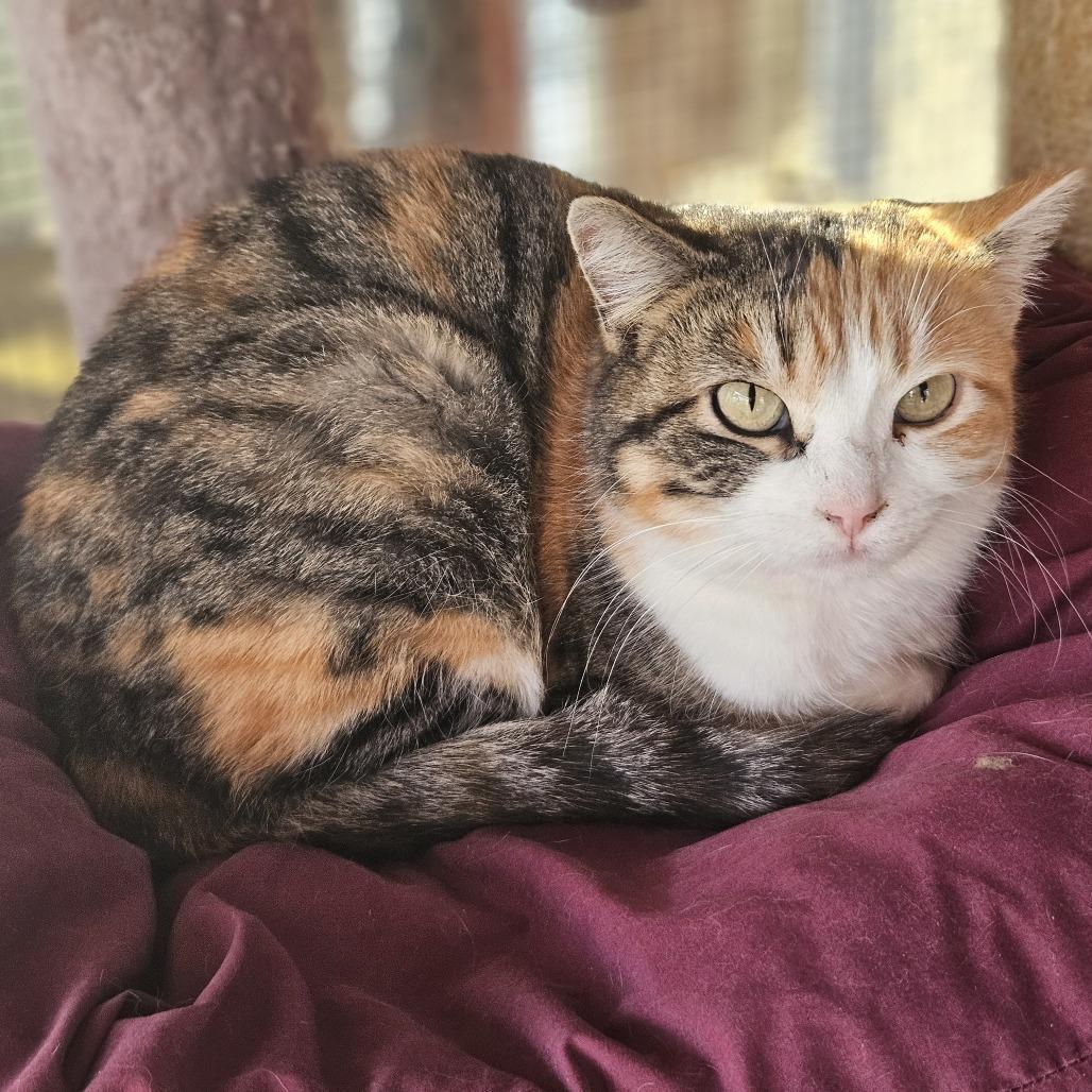 Bell, a Adoptable Domestic Short Hair in Brighton, MO image 1/5