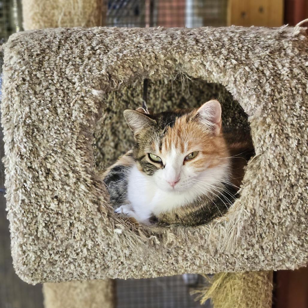 Bell, Adoptable, Adult Female Domestic Short Hair.