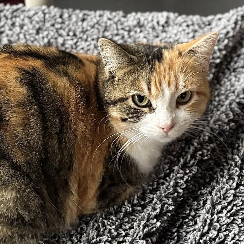 Enlarge Bell, a Adoptable Domestic Short Hair in Brighton, MO image 2/5