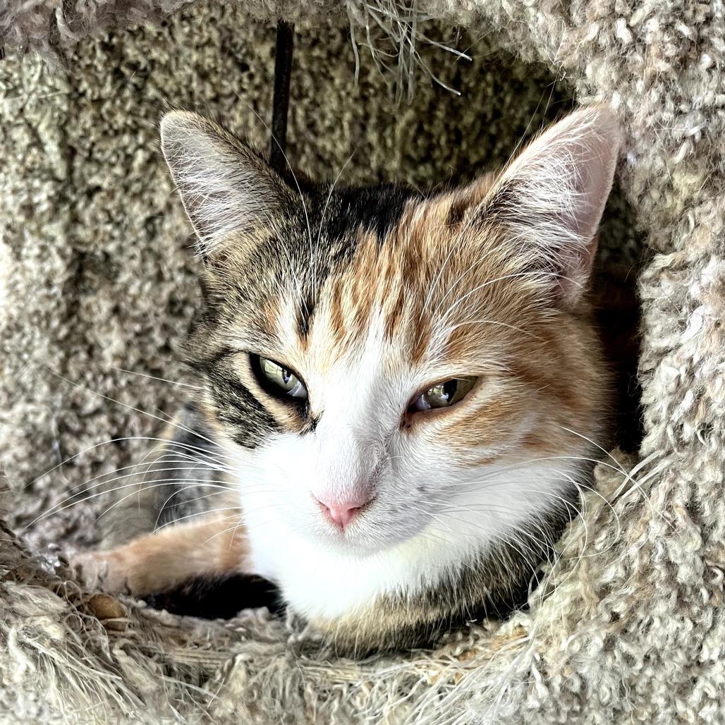 Enlarge Bell, a Adoptable Domestic Short Hair in Brighton, MO image 3/5