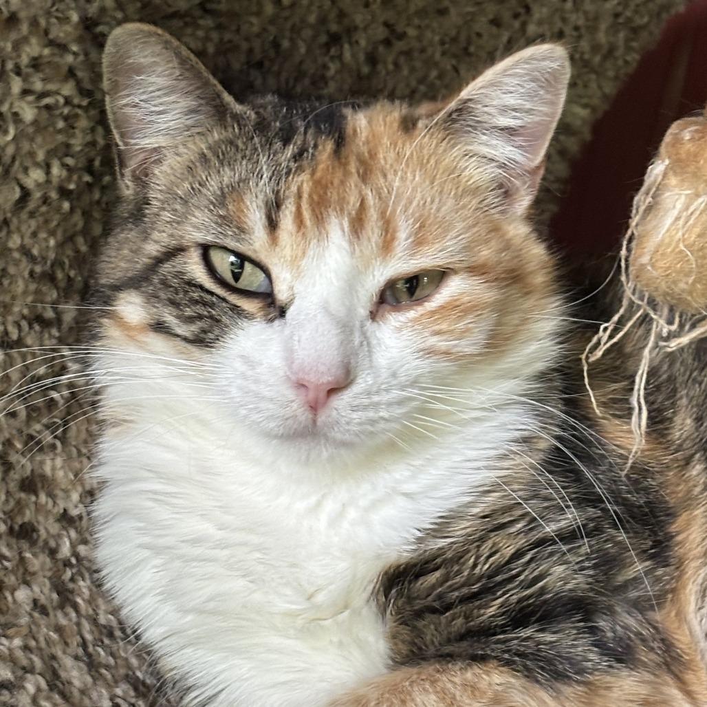 Enlarge Bell, a Adoptable Domestic Short Hair in Brighton, MO image 5/5