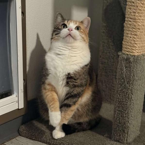 Enlarge Bell, a Adoptable Domestic Short Hair in Brighton, MO image 4/4