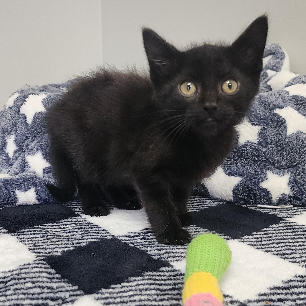 Venom, Adoptable, Kitten Male Domestic Short Hair.