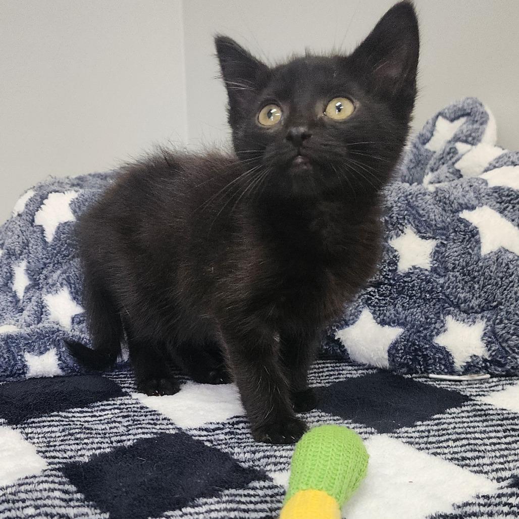 Venom, a Adoptable Domestic Short Hair in Toledo, OH image 2/3