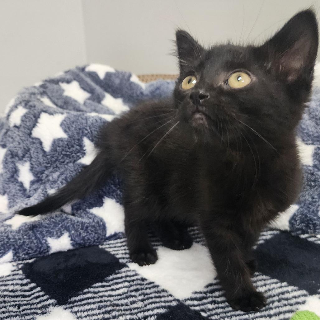 Venom, a Adoptable Domestic Short Hair in Toledo, OH image 3/3