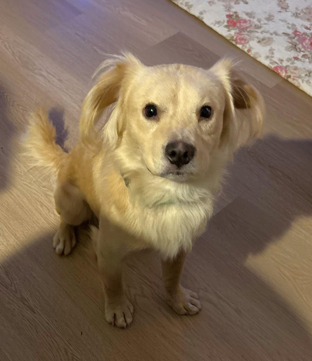 Kenny, Adoptable, Adult Male Mixed Breed.