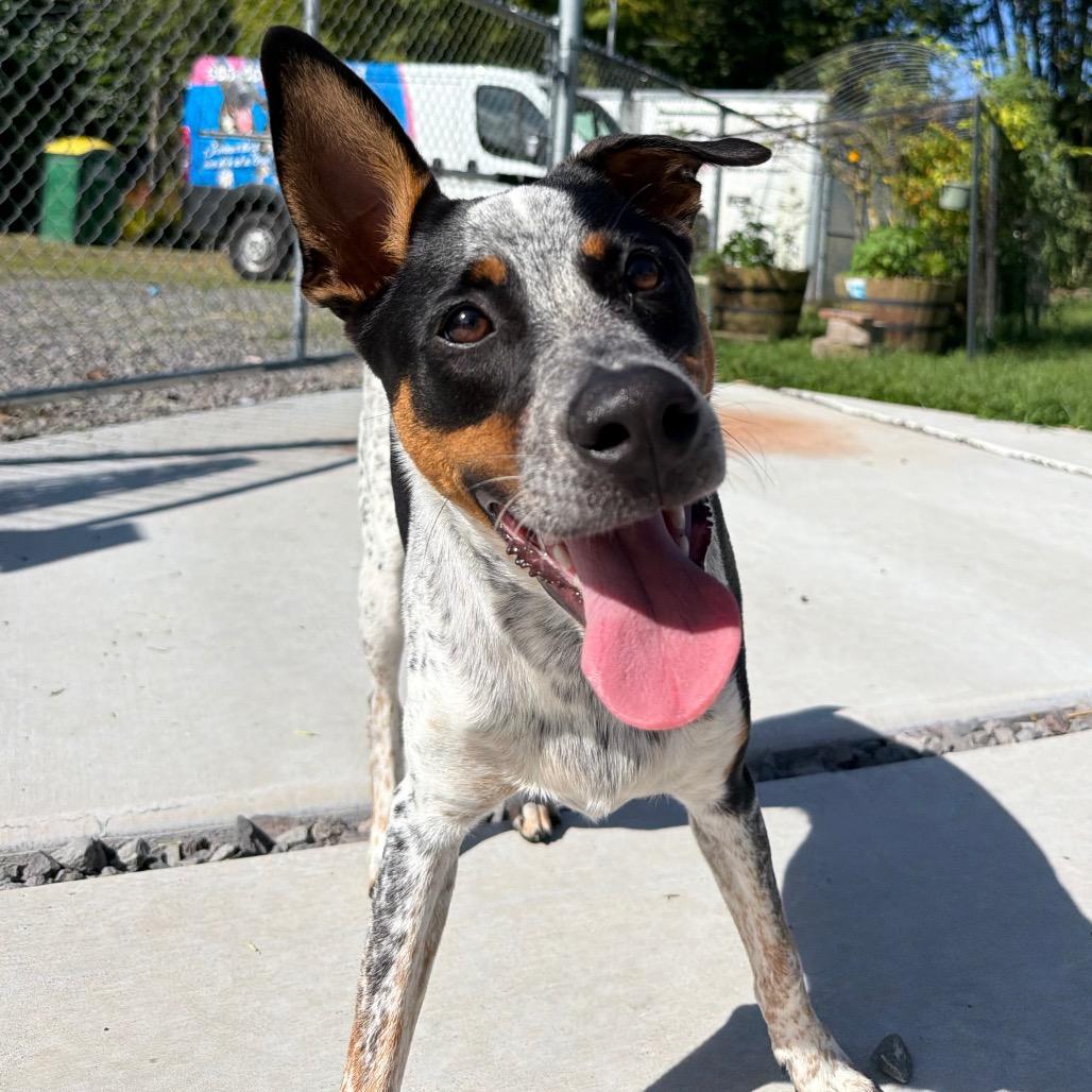 Famous Dogs Litter: Bolt, Adoptable, Young Male Australian Cattle Dog / Blue Heeler & Mixed Breed.