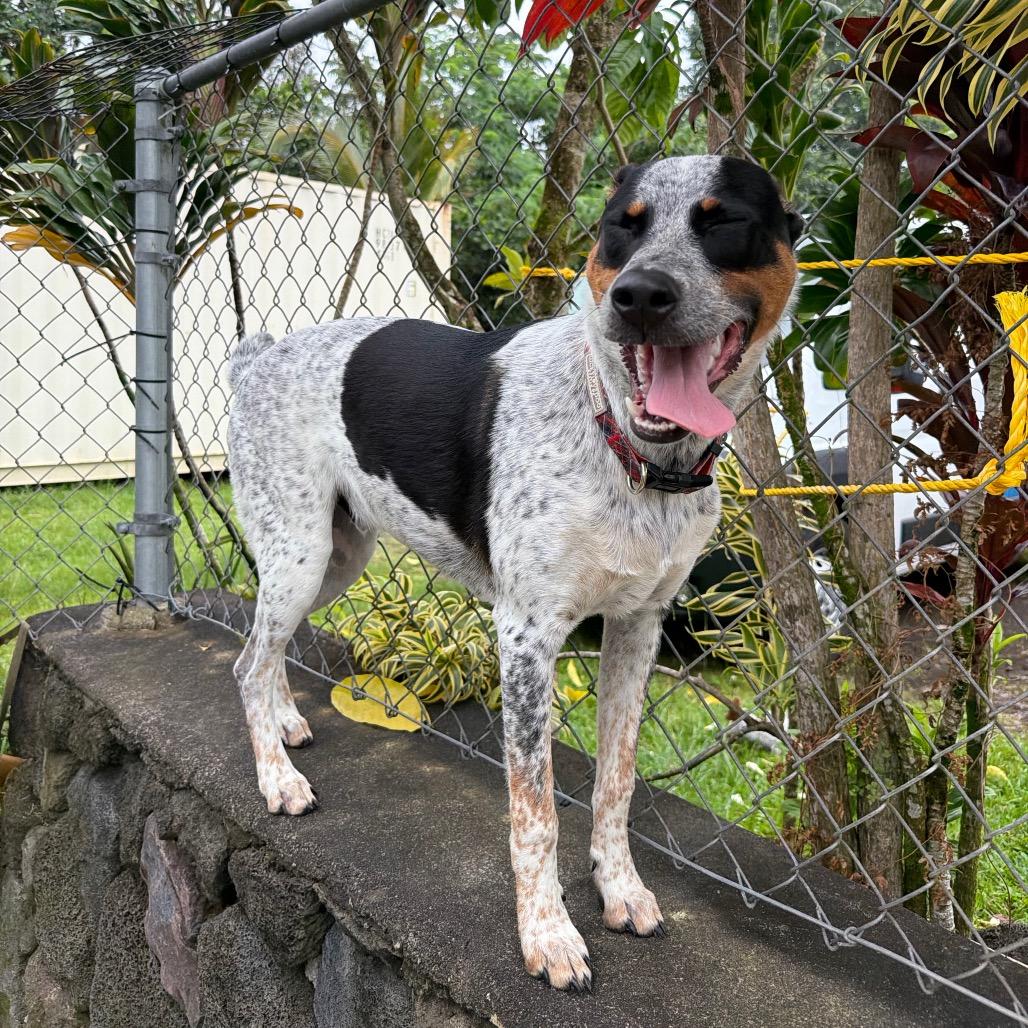 Enlarge Famous Dogs Litter: Bolt, a Adoptable mixed breed in Keaau, HI image 2/6