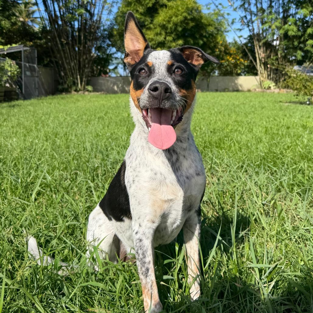 Enlarge Famous Dogs Litter: Bolt, a Adoptable mixed breed in Keaau, HI image 3/6