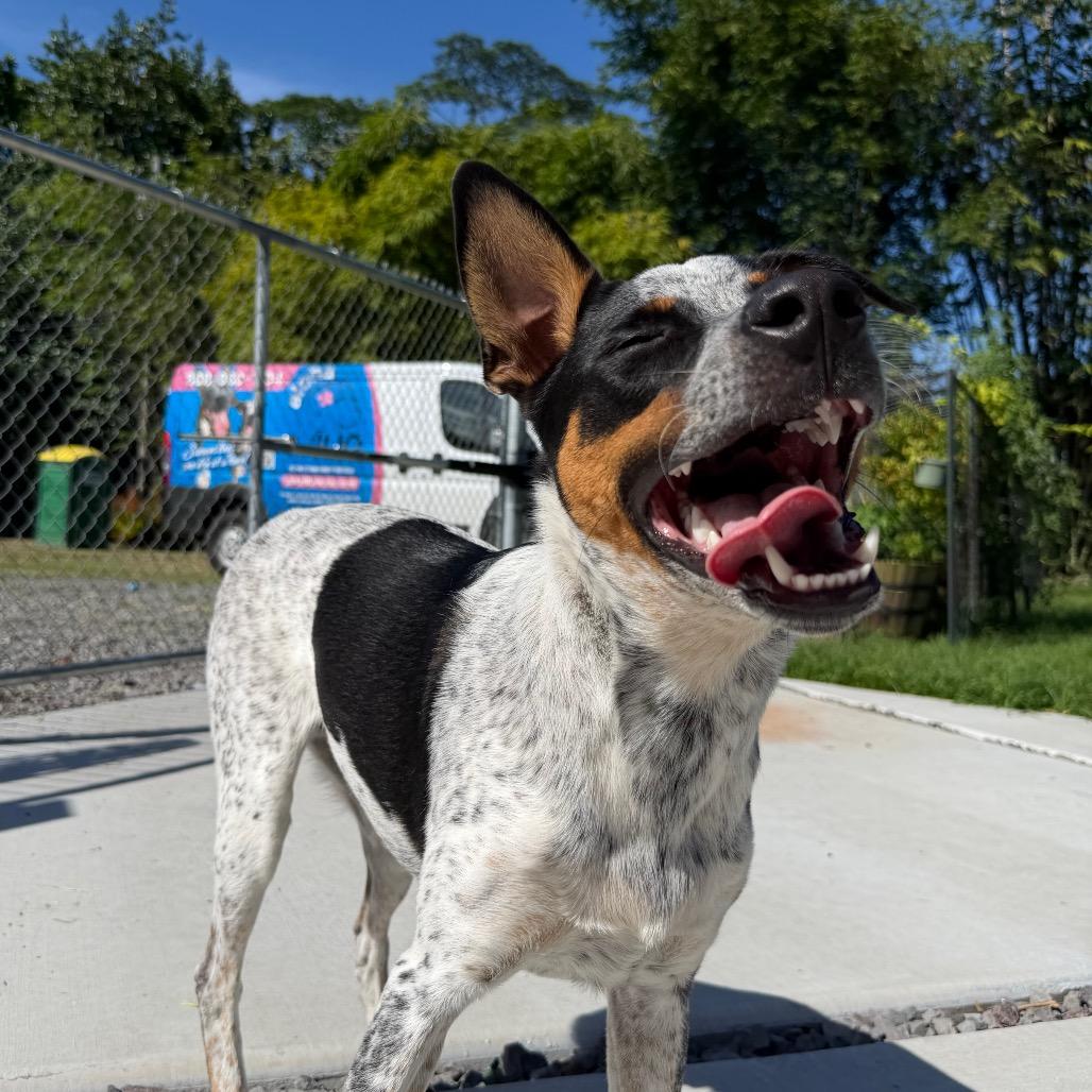 Enlarge Famous Dogs Litter: Bolt, a Adoptable mixed breed in Keaau, HI image 4/6