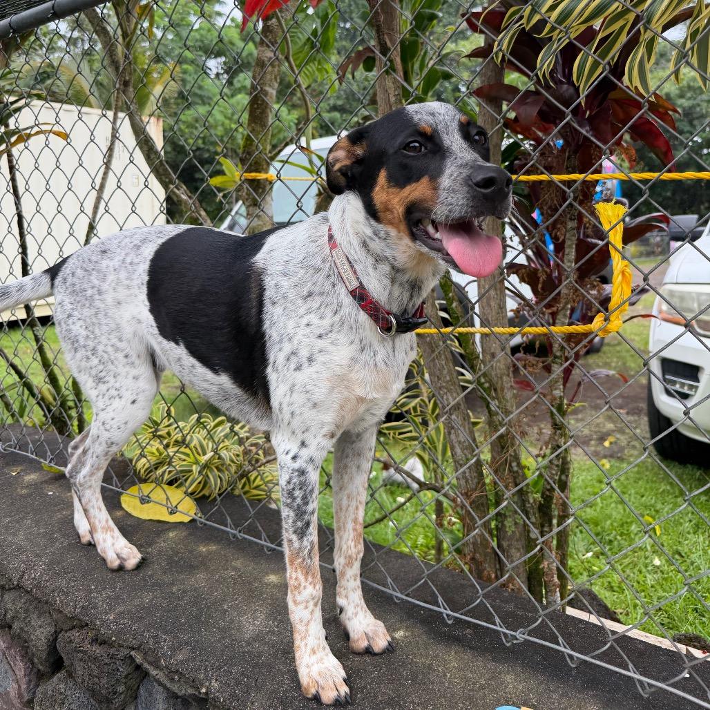 Enlarge Famous Dogs Litter: Bolt, a Adoptable mixed breed in Keaau, HI image 5/6