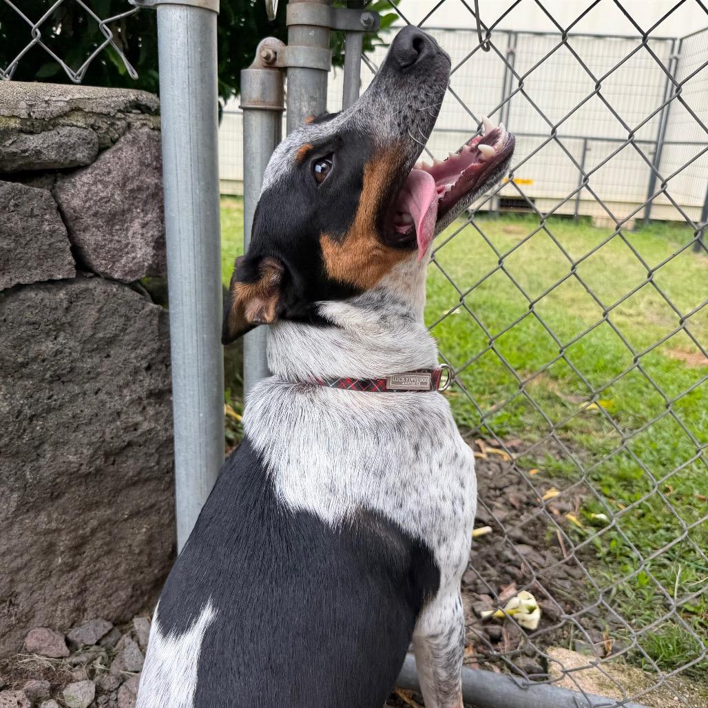 Enlarge Famous Dogs Litter: Bolt, a Adoptable mixed breed in Keaau, HI image 6/6