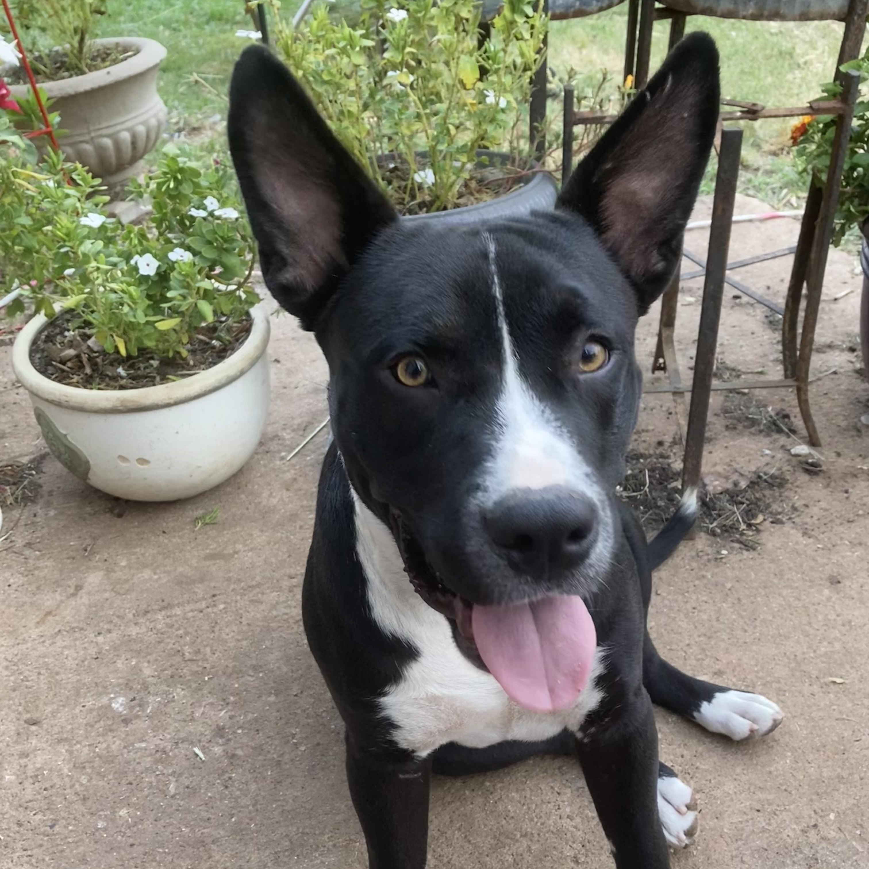 Yoda, Adoptable, Puppy Male Pit Bull Terrier & Mixed Breed.