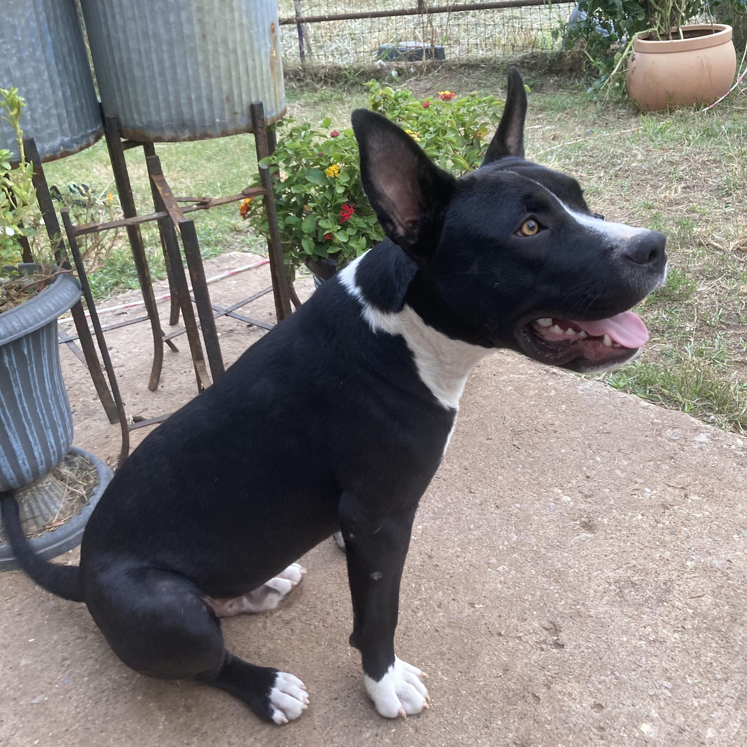 Enlarge Yoda, a Adoptable mixed breed in Noble, OK image 5/6