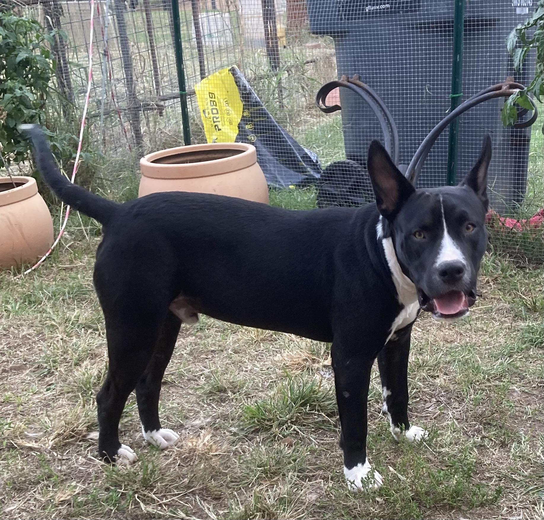 Enlarge Yoda, a Adoptable mixed breed in Noble, OK image 6/6