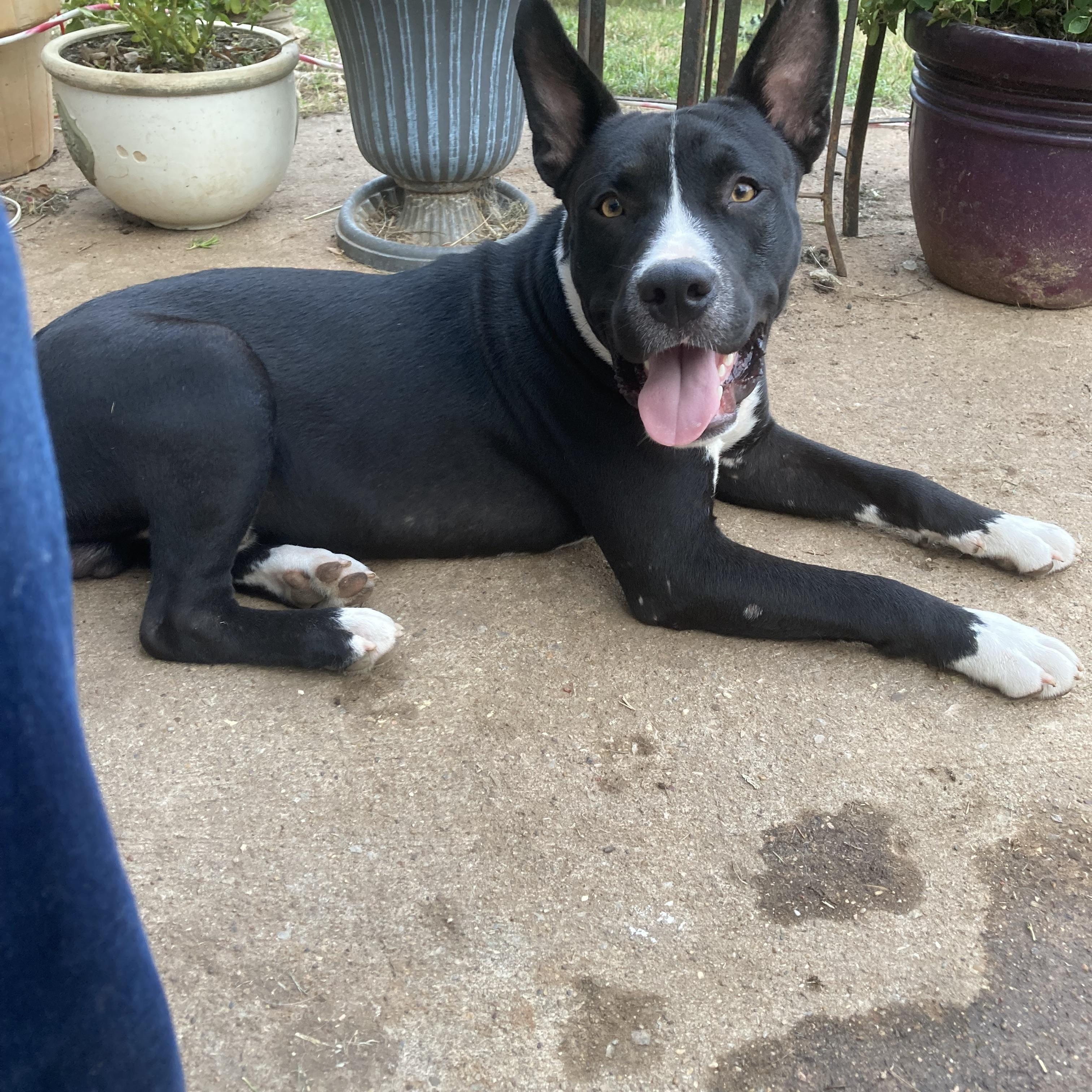 Enlarge Yoda, a Adoptable mixed breed in Noble, OK image 2/6