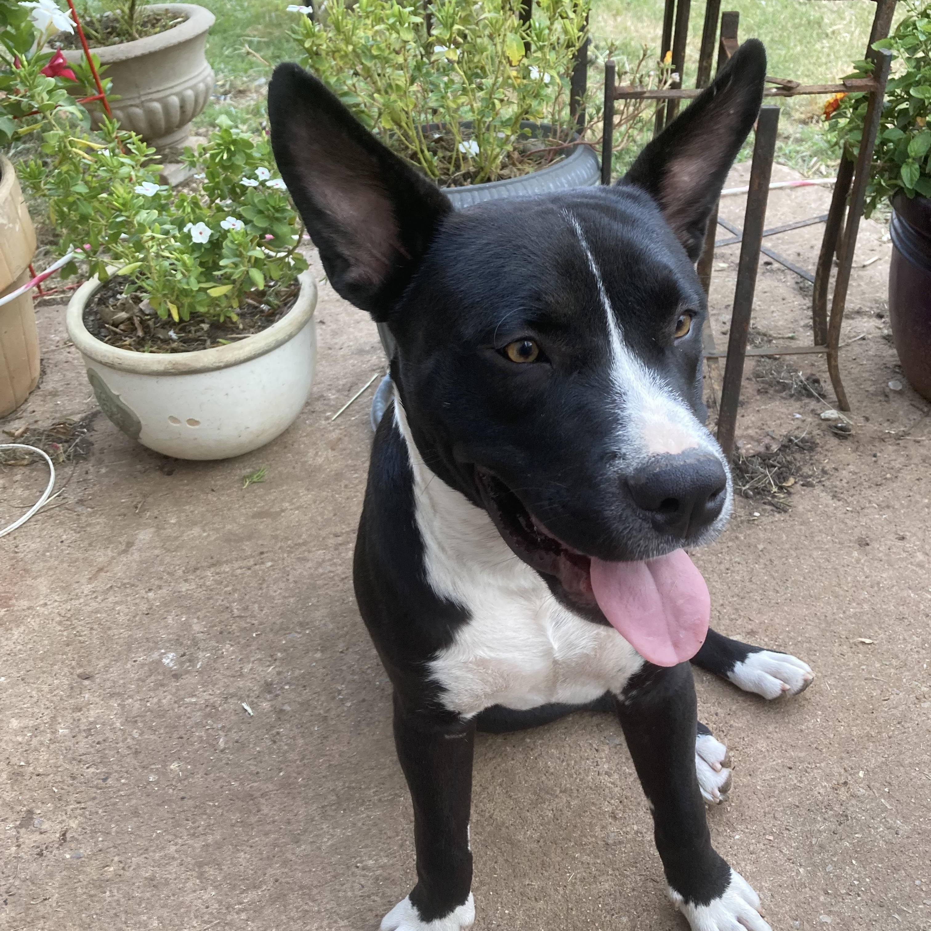 Enlarge Yoda, a Adoptable mixed breed in Noble, OK image 3/6