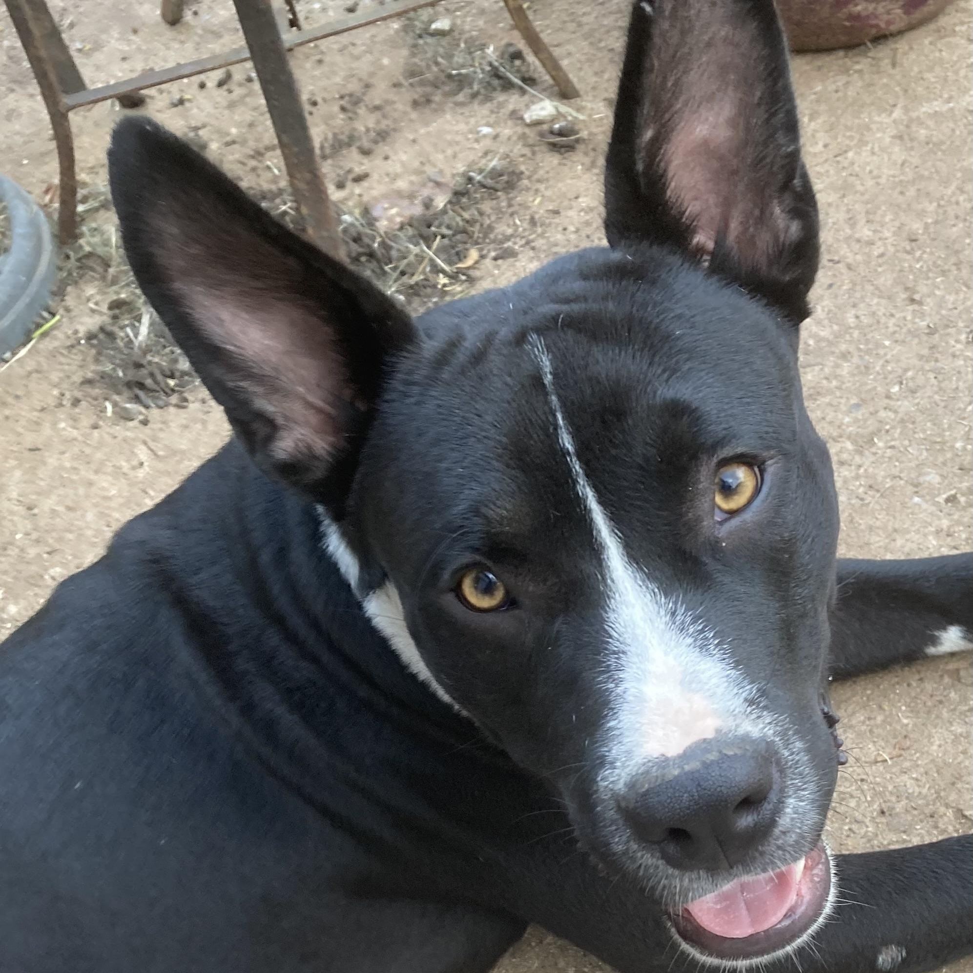 Enlarge Yoda, a Adoptable mixed breed in Noble, OK image 4/6