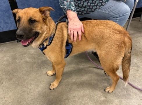 Enlarge Rumi, a Adoptable mixed breed in Pasco, WA image 3/6