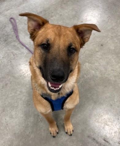 Enlarge Rumi, a Adoptable mixed breed in Pasco, WA image 1/6