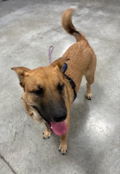 Enlarge Rumi, a Adoptable mixed breed in Pasco, WA image 4/6