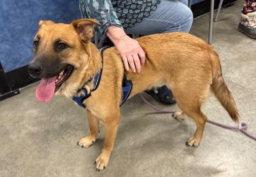 Enlarge Rumi, a Adoptable mixed breed in Pasco, WA image 5/6