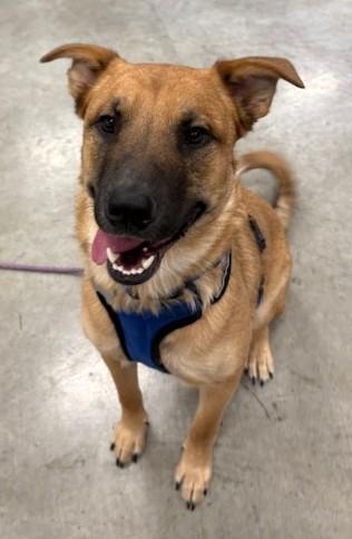 Enlarge Rumi, a Adoptable mixed breed in Pasco, WA image 6/6